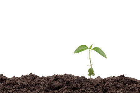 fresh of green plant isolated on a white backgroundの写真素材