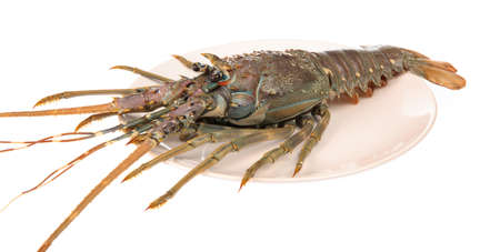 dish of fresh red claw crayfish or fash water lobster alive set isolate on white background