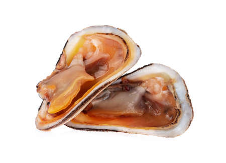 Arcidae Ark clam fresh isolated on white backgroundの写真素材