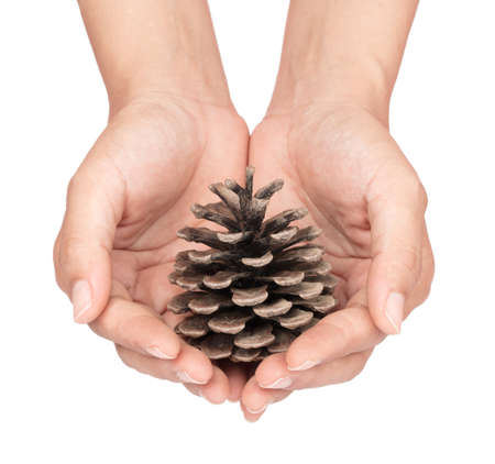 hand holding Pinecone isolated on white background