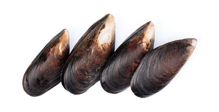 fresh mussel isolated on white background.