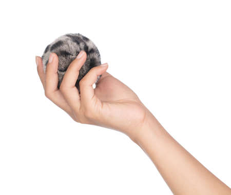 hand holding Fur ball isolated on white backgroundの写真素材
