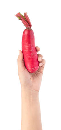 hand holding fresh of red radish isolated on white backgroundの写真素材