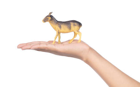 hand holding Toy Dorcas gazelle made of plastic isolated on white backgroundの写真素材