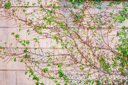 wall stone brick with plant little grassの写真素材