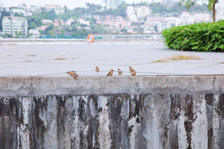 A group of local birds stand on cement wallの写真素材