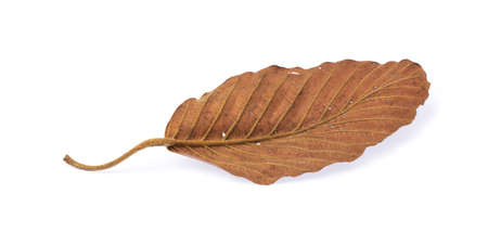 Wilted dry leaf isolated on white backgroundの写真素材
