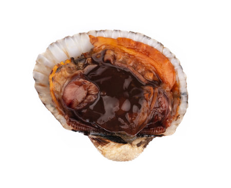 opened Cockle shell isolated on white backgroundの写真素材