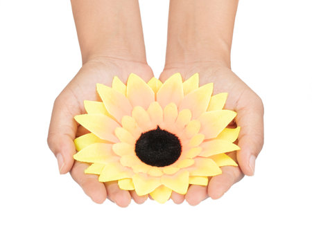 hand holding artificial sunflower isolated on white background.の写真素材