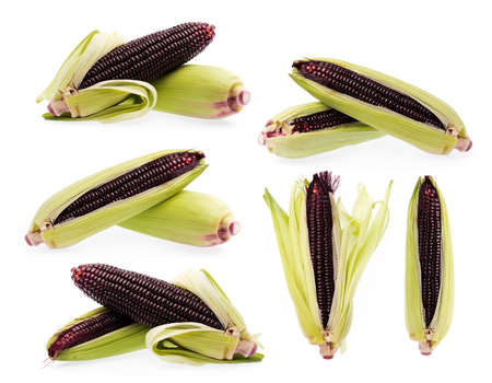 Fresh purple corn collection Isolated on White Background