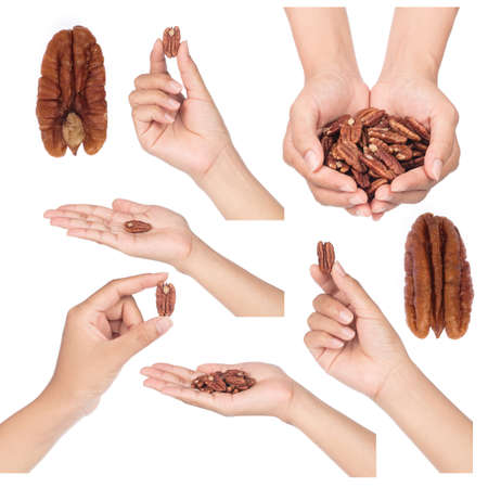 collection of Hand holding Pecan nuts isolated on white backgroundの写真素材