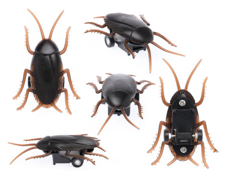 Collection of Toy Cockroaches isolated on white background.の写真素材
