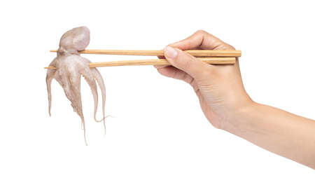 hand holding wood chopsticks with raw baby squid isolated on white backgroundの写真素材