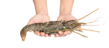 hand holding Fresh lobster isolated on white backgroundの写真素材
