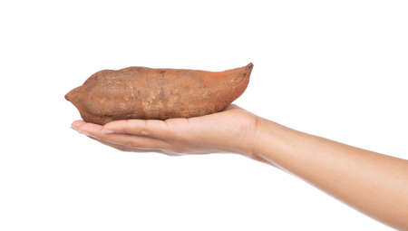hand holding fresh yam potato isolated on white backgroundの写真素材