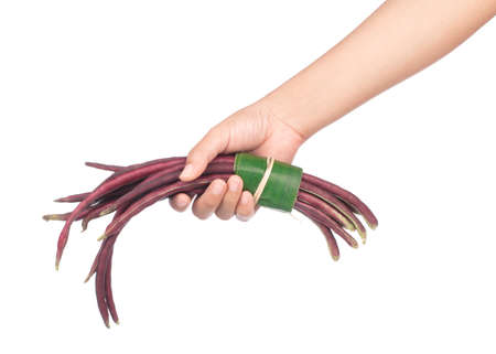 hand holding purple yardlong bean isolated on white backgroundの写真素材