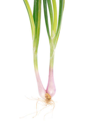 onion spring isolated on white backgroundの写真素材