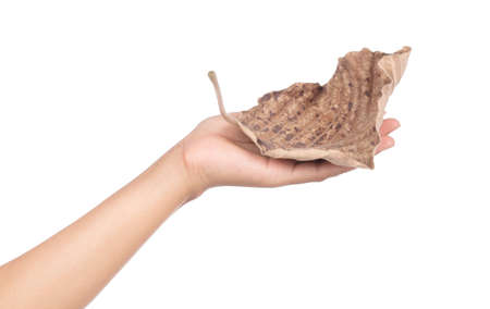 hand holding Dry leaves  isolated on white backgroundの写真素材
