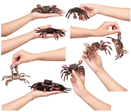 Collection of hand holding fresh crab isolated on white background.の写真素材