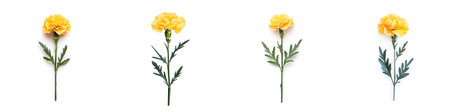 Yellow carnation with leaves, isolate on white background. Collection.の素材