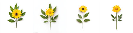 Yellow daisy with leaves, isolate on white background. Collection.の素材