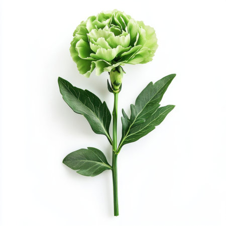 Green carnation with leaves, isolate on white background.の素材