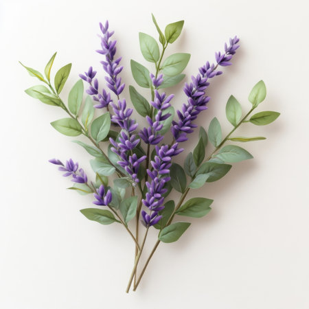 Lavender stems with fresh green leaves, isolate on white background.の素材
