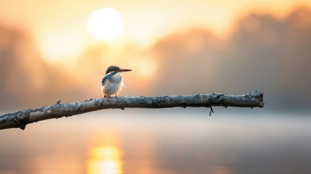 At dawn, a kingfisherの素材