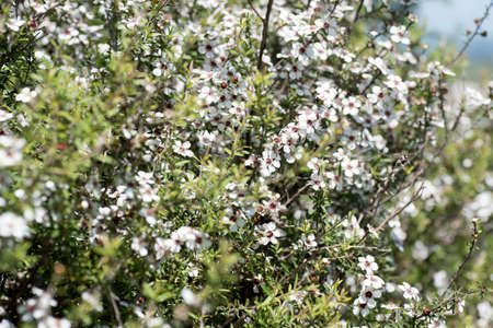 New Zealand Manuka flowersの写真素材