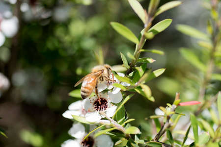 New Zealand Manuka flowers and a bee