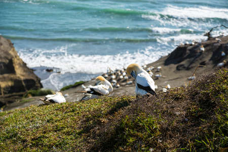 Gannet colony at Muriwai, Auckland, New Zealandの写真素材