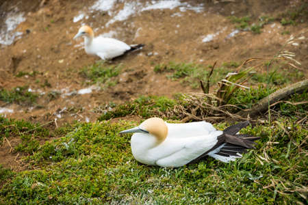 Gannet colony at Muriwai, Auckland, New Zealandの写真素材