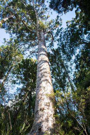 New Zealand native kauri treeの写真素材