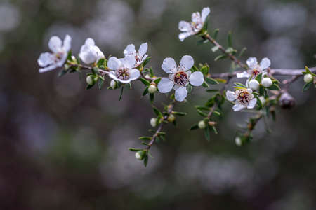 New Zealand Native Manuka Flowersの写真素材