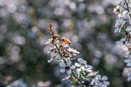Honey bee on New Zealand Manuka flowerの写真素材