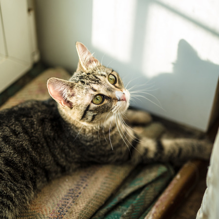Domestic young female cat. Home interior.の写真素材