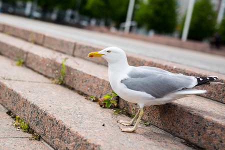 White sea gull on the granite city stepsの写真素材
