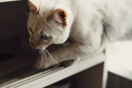 Domestic young male white blue eyed cat. Home interior.の写真素材