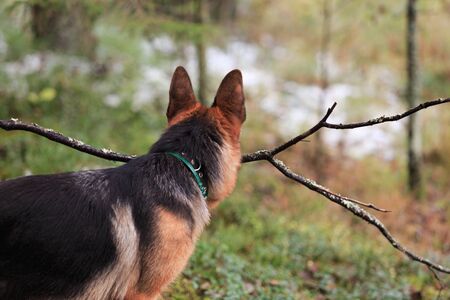 Female german shepherd puppy with sprig. Autumn forest.の写真素材