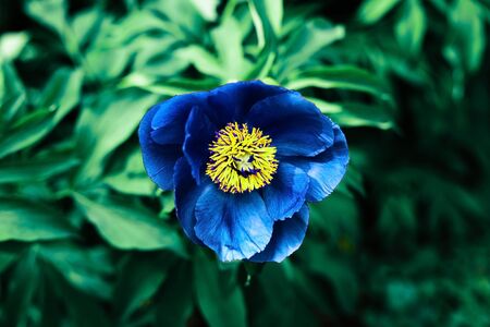 Blue rose flower on green background outdoors. Classic blue.