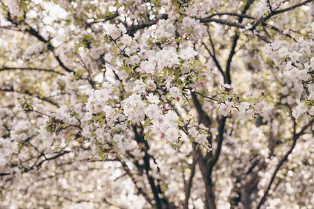 Blooming sakura tree. Pink flowers, natural spring background.