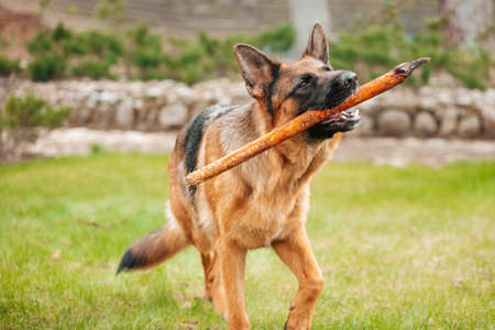 Portrait of a German shepherd with a stick in the mouth. Purebred dog.の写真素材