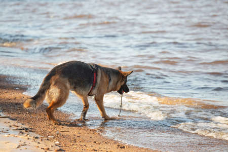 German shepherd dog running along the sea with an orange ball in its mouth. Portrait of a playing purebred dog.の写真素材