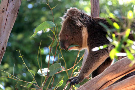 Koala Eating Eucalyptus Leaves, Adelaide, Australiaの写真素材