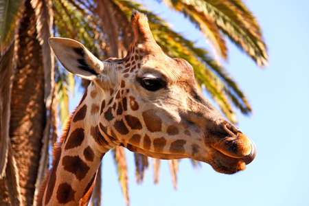 Giraffe in front of Palm Treeの写真素材