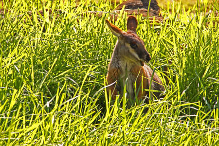 Yellow-Footed Rock-Wallaby in Long Green Grass. Native Australian Animal. Petrogale xanthopus.の写真素材