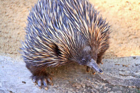 Echidna - Native Australian Animalの写真素材