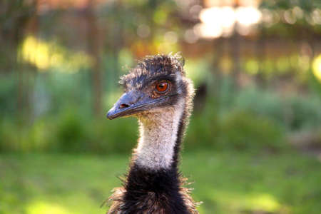 Emu - Australian Native Bird - Dromaius novaehollandiae