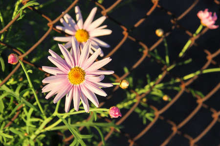 Pink Daisy Bush Flowering through Rusted Wire Fence in the Evening Light. Shallow depth of field.の写真素材