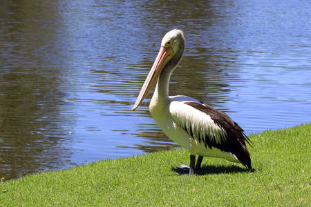 Australian Pelican - Pelecanus Conspicillatus - along the River Torrens, Adelaide, Australiaの写真素材